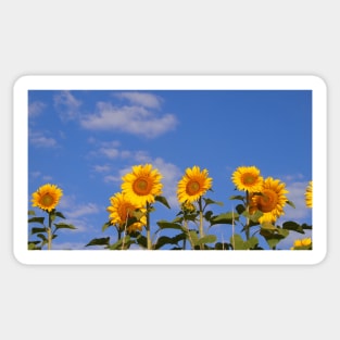 Sunflower days Sticker